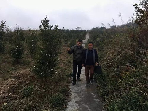 苏州企业家来铜考察油茶产业